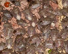 Cluster of Brown marmorated stink bugs on a wall.&nbsp; PHOTO CREDIT:&nbsp; Wil Hershberger