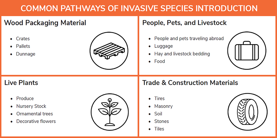 common pathways of invasive species introduction