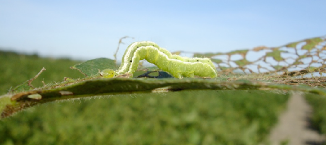 Plant-Insect Ecosystems (P-IE)