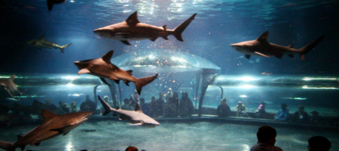 Oklahoma Aquarium